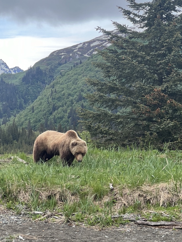 Bear viewing tour